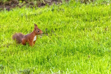 A small brown squirrel is walking through a grassy field