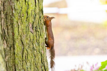 cute young squirrel portrait on tree at park, wildlife