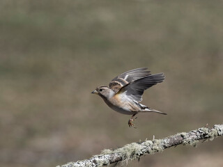 Brambling, Fringilla montifringilla