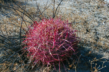 Desert barrel cactus (Ferocactus cylindraceus) - close-up of a red spine cactus in a desert...