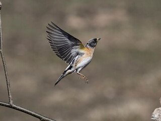 Brambling, Fringilla montifringilla