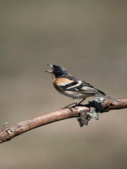 Brambling, Fringilla montifringilla