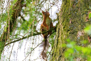 Fototapeta na wymiar cute young squirrel portrait on tree at park, wildlife