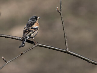 Brambling, Fringilla montifringilla