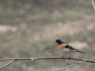 Brambling, Fringilla montifringilla