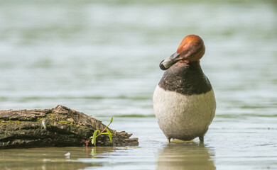 dziwna kaczka © dejuna