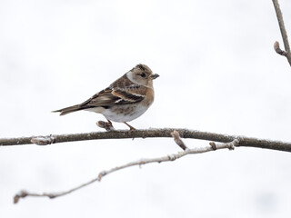 Brambling, Fringilla montifringilla