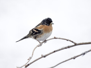 Fototapeta premium Brambling, Fringilla montifringilla