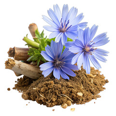chicory flowers with crushed root on transparent background