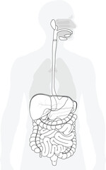 The digestive system black and white illustration. The picture shows the significant structures of the digestive tract
