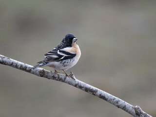 Brambling, Fringilla montifringilla