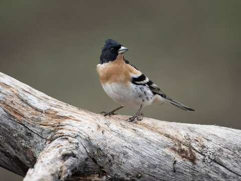 Brambling, Fringilla montifringilla