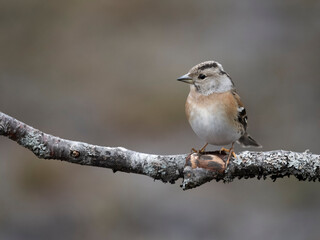 Brambling, Fringilla montifringilla