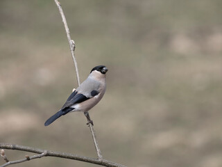 Bullfinch, Pyrrhula pyrrhula
