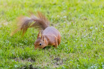 Fototapeta premium A small brown squirrel is walking through a grassy field