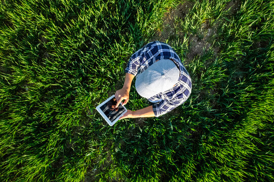 Farmer using tablet in wheat field. View from above of a farmer in blue shirt using a tablet in a young wheat field.High quality photo - Powered by Adobe