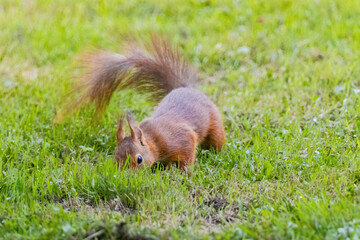 Fototapeta premium A small brown squirrel is walking through a grassy field