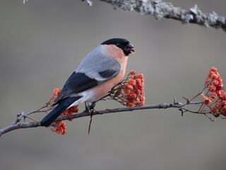 Bullfinch, Pyrrhula pyrrhula