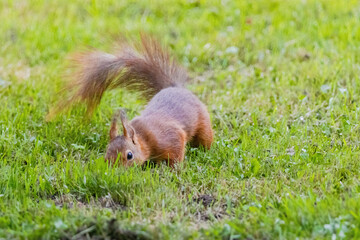 Fototapeta premium A small brown squirrel is walking through a grassy field