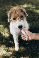 A dog is giving paw to his owner in the park 