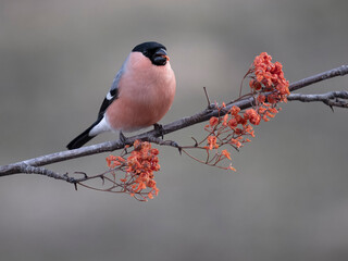 Bullfinch, Pyrrhula pyrrhula