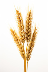 An ear of wheat isolated on white background