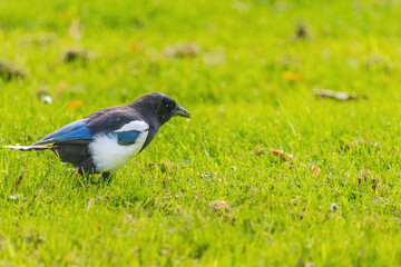 A black and white magpie bird is standing in a green field