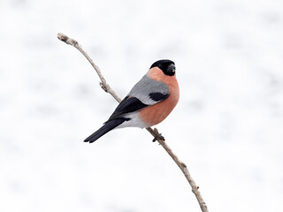 Bullfinch, Pyrrhula pyrrhula