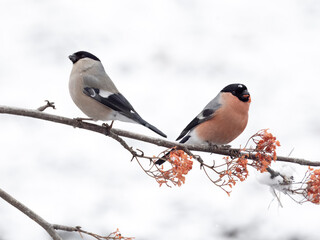 Bullfinch, Pyrrhula pyrrhula