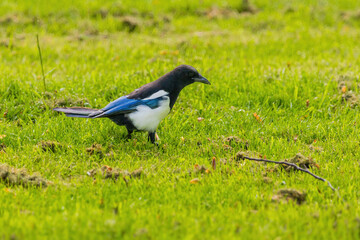 A black and white magpie bird is standing in a green field