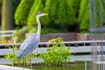 The eastern great egret, a white heron in the genus Ardea, fishing at calm water in lake