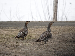 Capercaillie, Tetrao urogallus