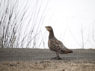 Capercaillie, Tetrao urogallus