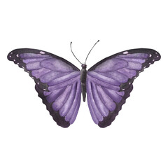 Violet exotic butterfly. Vintage image of tropical butterfly. Hand-drawn watercolor illustration. For postcards, fliers, stickers, scrapbooking and other design.