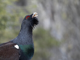Capercaillie, Tetrao urogallus