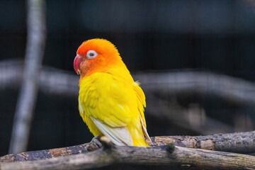 A yellow and orange bird is perched on a branch