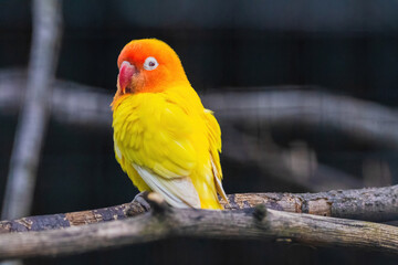 A yellow and orange bird is perched on a branch