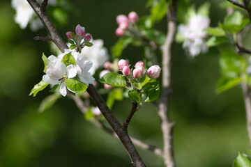 tree blossom