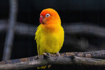 A yellow and orange bird is perched on a branch