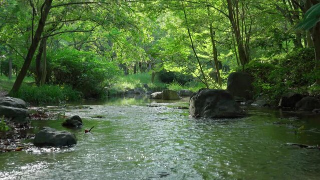 初夏のよく晴れた日　雑木林を穏やかに流れる小川　