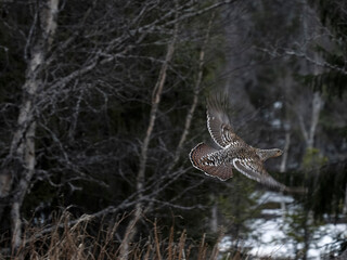 Capercaillie, Tetrao urogallus