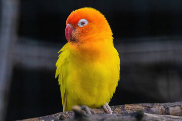 A yellow and orange bird is perched on a branch