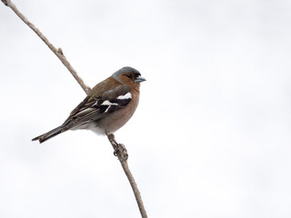 Obraz premium Chaffinch, Fringilla coelebs