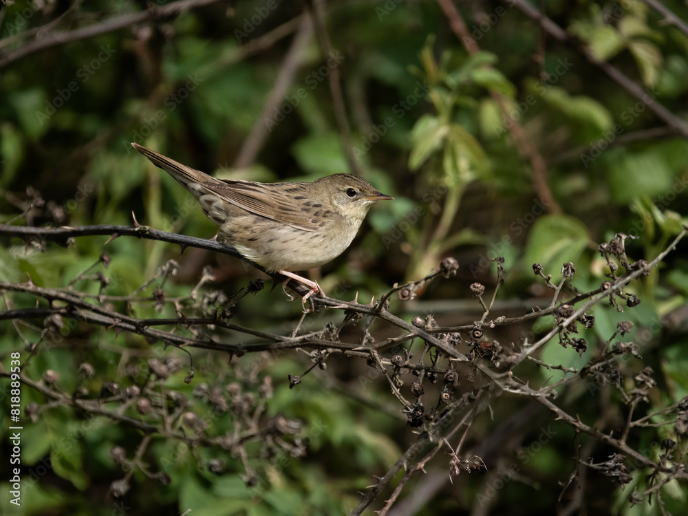 Wall mural Grasshopper warbler, Locustella naevia