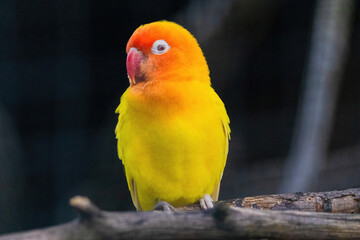 A yellow and orange bird is perched on a branch