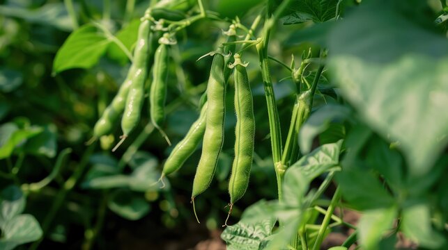 Fresh common bean Phaseolus vulgaris vegetables hanging on branches of green organic farm plant.