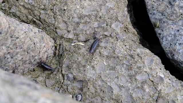 ふなむし」の写真素材 | 742件の無料イラスト画像 | Adobe Stock