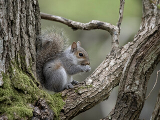 Grey squirrel, Sciurus carolinensis