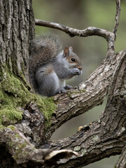 Grey squirrel, Sciurus carolinensis