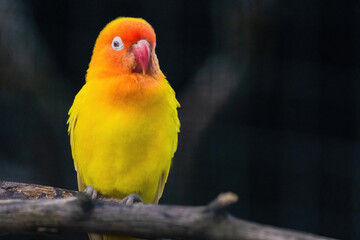 A yellow and orange bird is perched on a branch